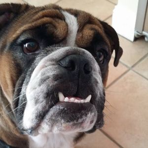 Meet your Posher, Patti